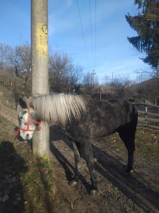 De vânzare sau schimb pe oi