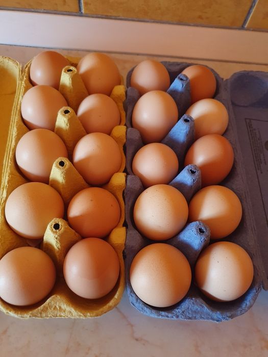 Vand oua pentru consum 100%bio