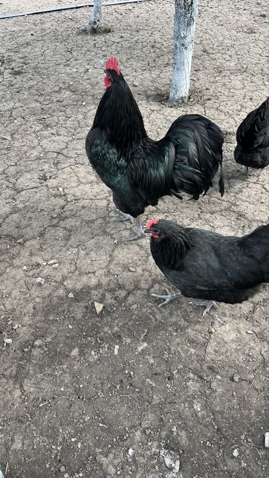 Cocoși Australorp