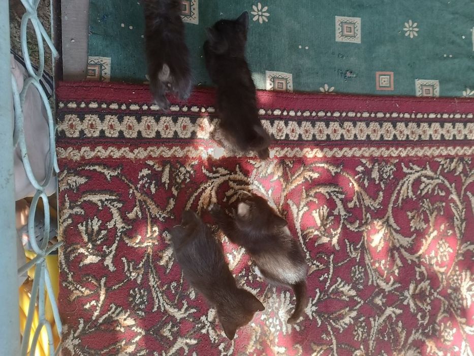 Отдам даром кошки