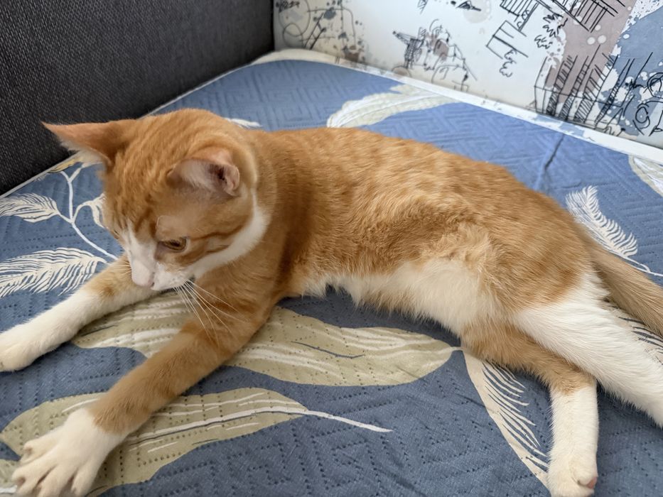 Отдам в хорошие руки кота