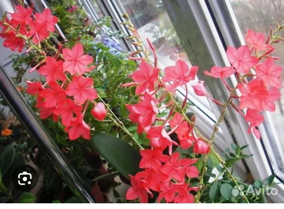 Комнатные цветы.