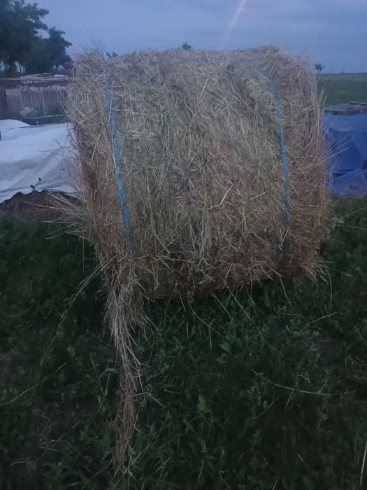 Baloate mari de lucernă cu fân 200 lei