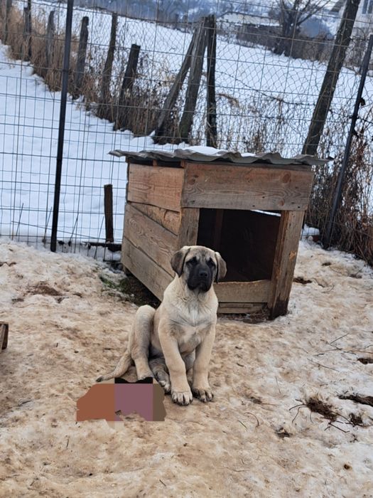 Kangal Malakli femela 3 luni