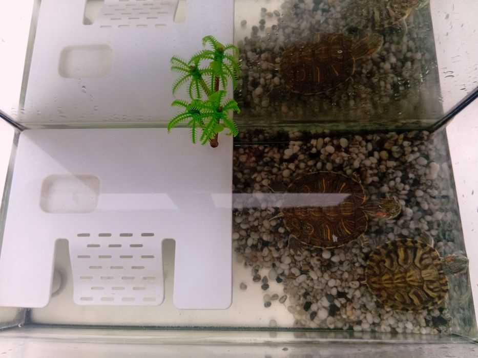 Продам черепашек с аквариумом