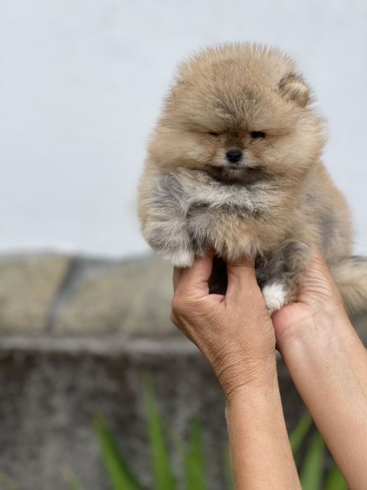 Померан мини