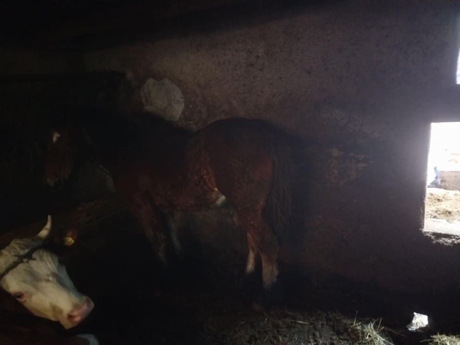 Iapa de vânzare  9 luni