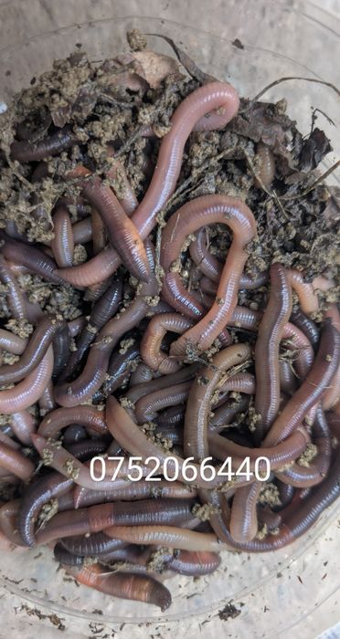 Vand rame groase negre rosii minim 15cm lungime pentru pescuit la somn