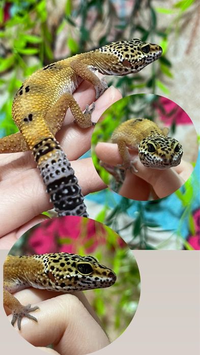 Малыши эублефаров (эублефар,геккон,ящерица)