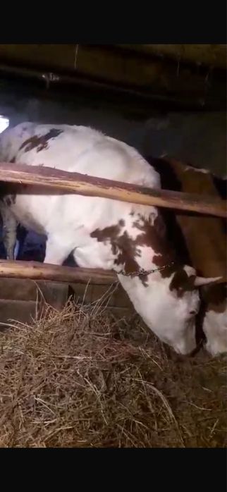 vand juninca ……………….