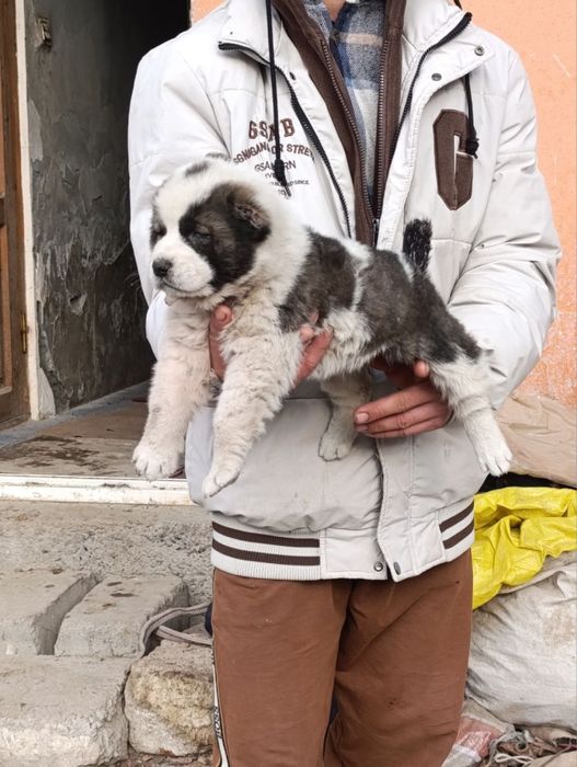 Alabay 28 kunlik qiz