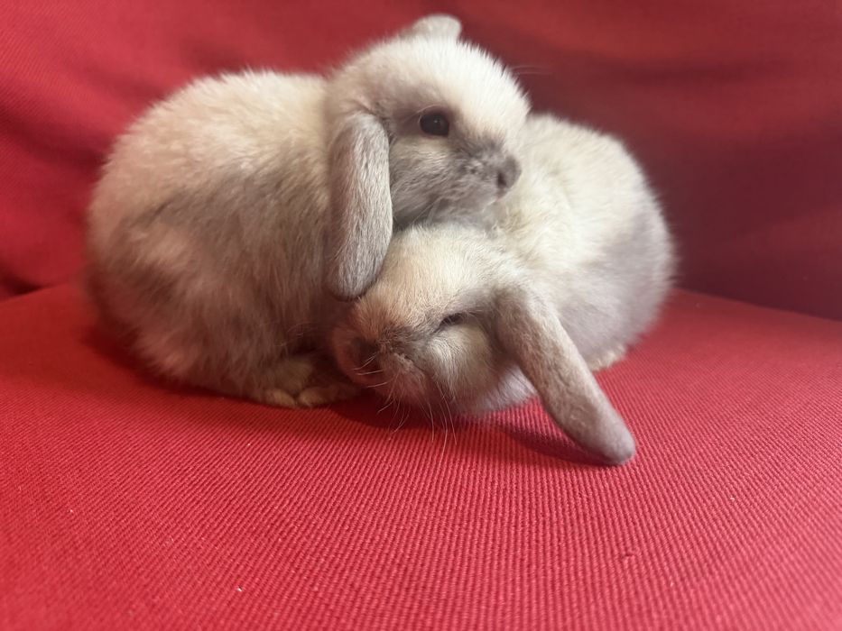 Vand pui berbec pitic holland lop