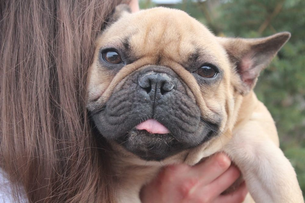 Французкие бульдожки