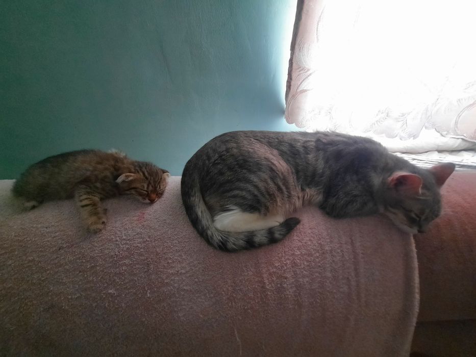 В подарок на 8 марта Вислоухая девочка