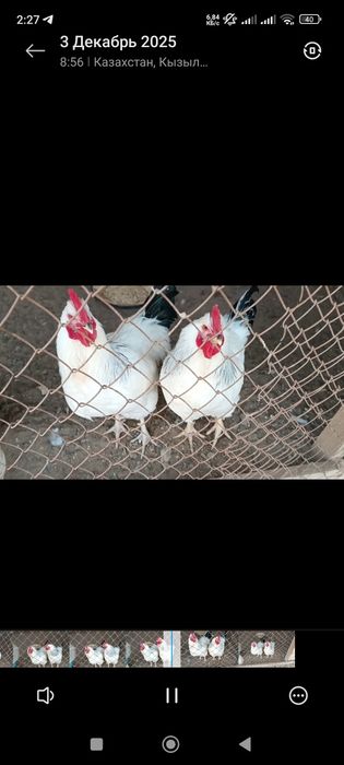 Петухи, қораздар