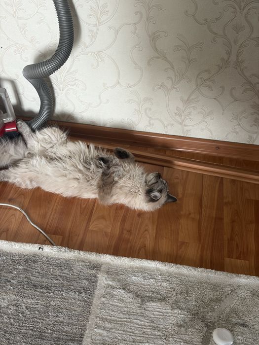 Кошка в хорошие руки