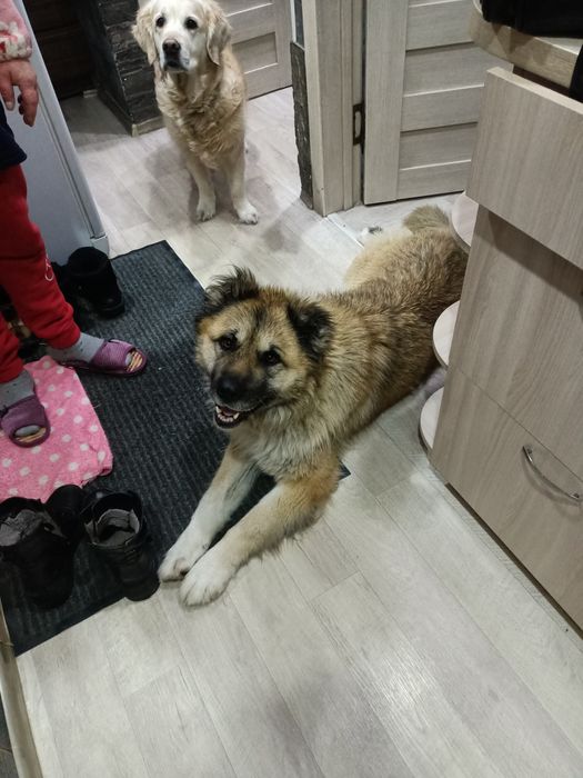 Ищем хозяина породистой  собаки