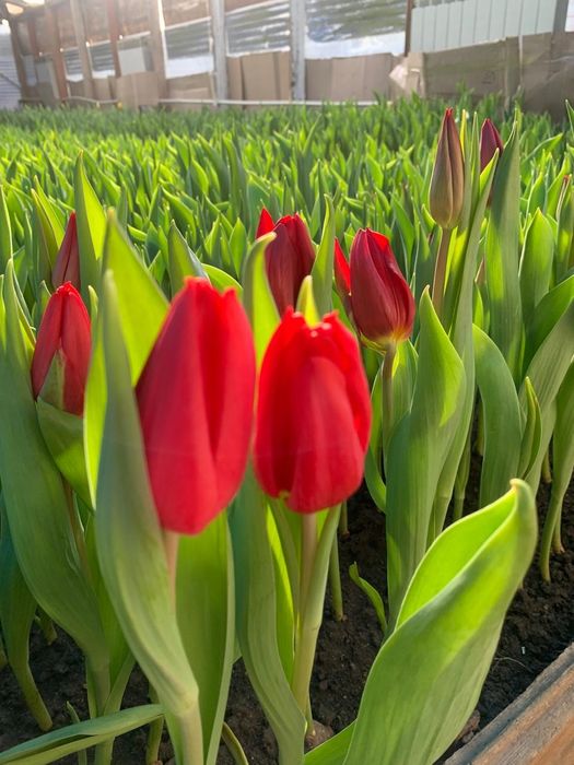 Голландские тюльпаны оптом и в розницу.