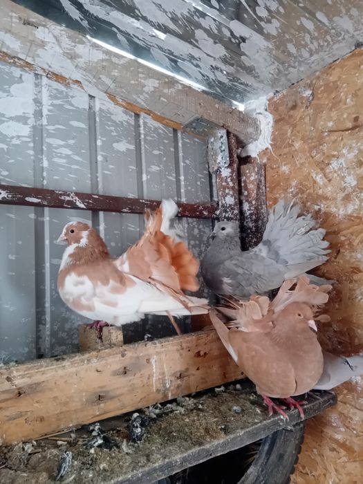 De vânzare porumbei curcani