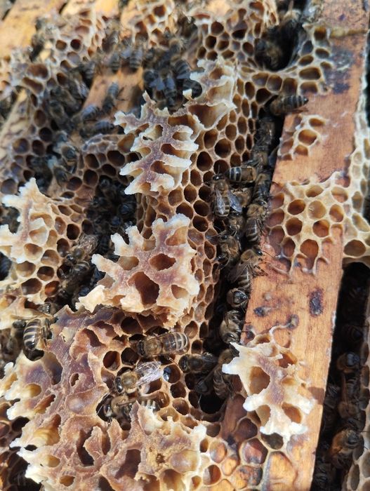 Vând familii de albine