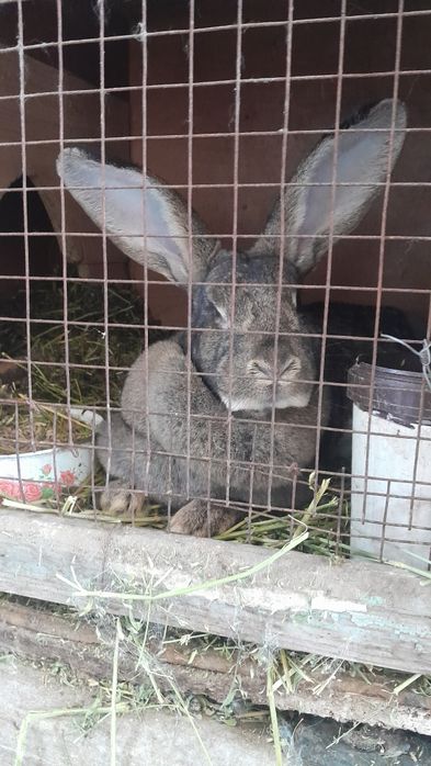 Продам.   кроликов