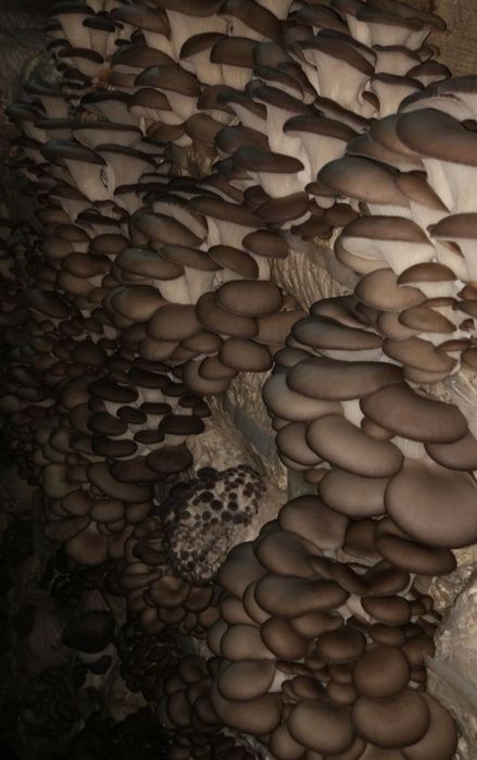 Семена Грибов Вешенка/Готовые Блоки Вешинка