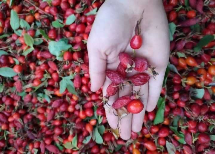 Шиповник шиповник