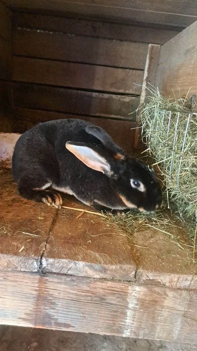 Iepuri rex rasa pura