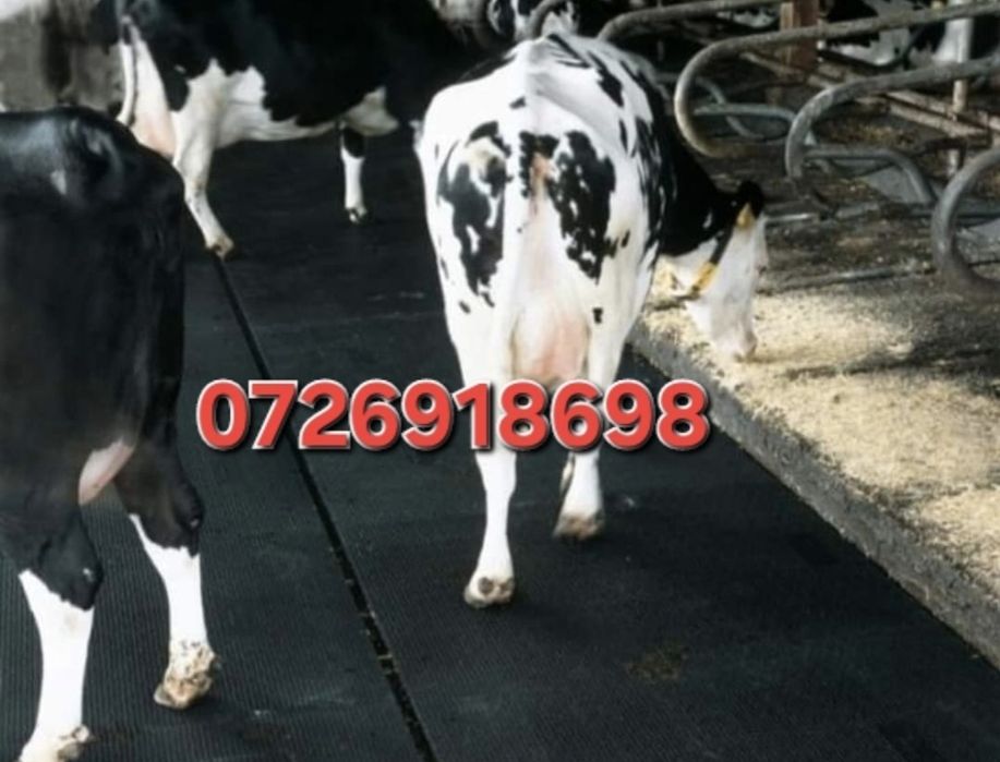 Vând banda de cauci pres pentru animale covor