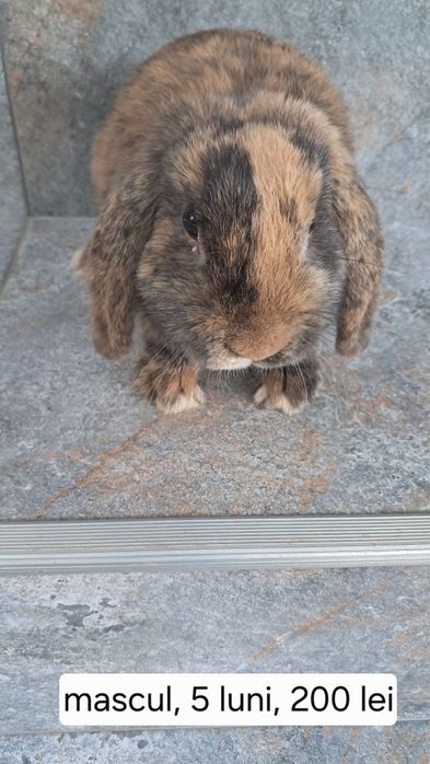 Iepuri berbec pitic