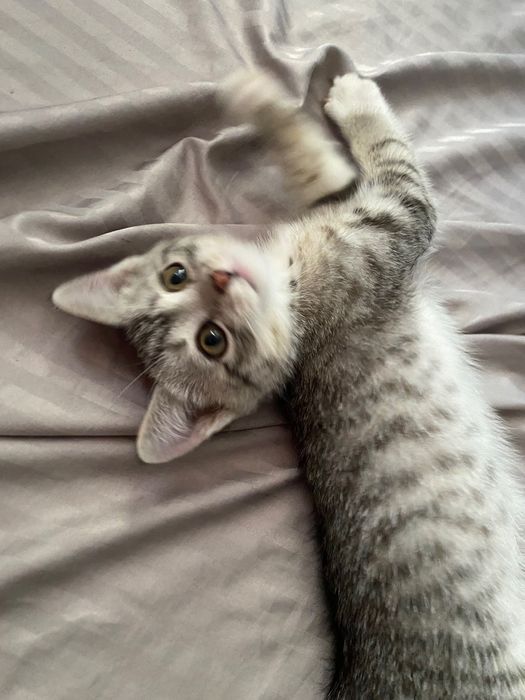 Котенок маленький