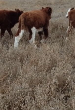 Срочно Бузаулы сиыр