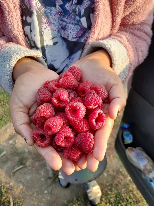 Уникален целогодишен расад