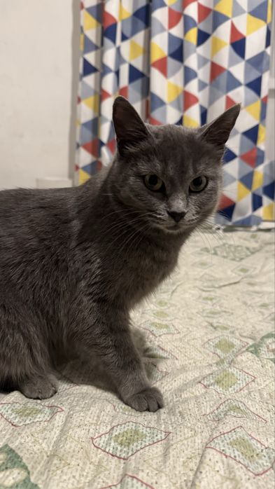 Отдам кошку в добрые руки