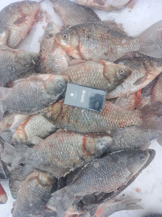 Продам карась окунь узунколь