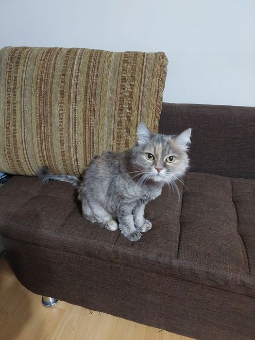 Отдам в хорошие руки