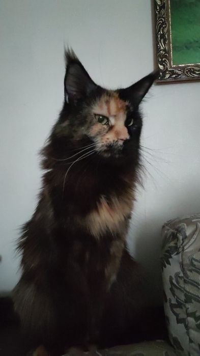 Продам Мейн кунчиков