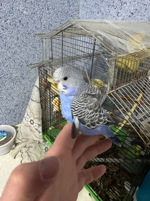 Попугай Волнистый Синий. Чех.