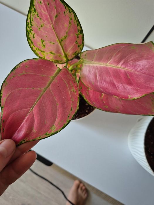 Филодендрон Pink Congo. Аглаонема Pink