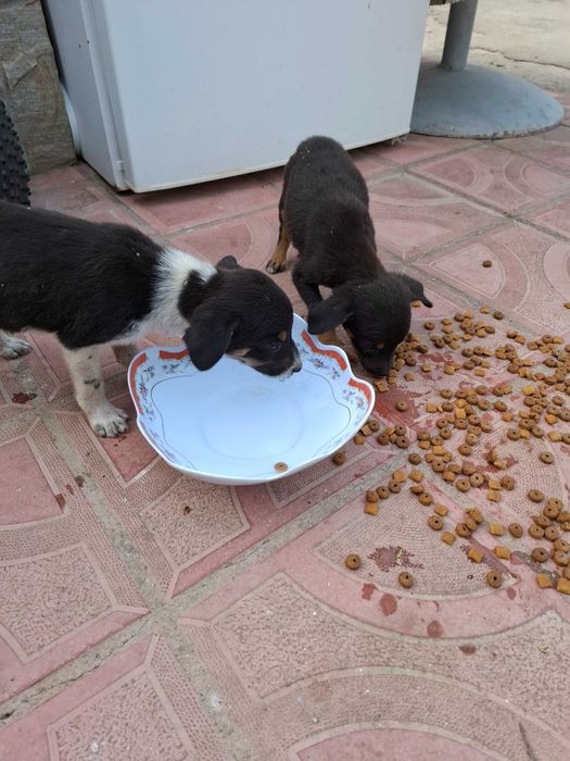 Малки кучета за осиновяванеAdopt a puppy!!