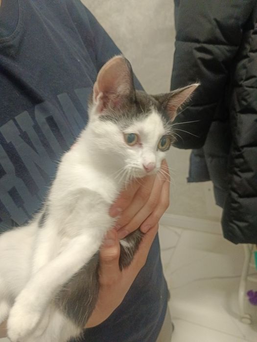 Отдам котят девочки 4мес