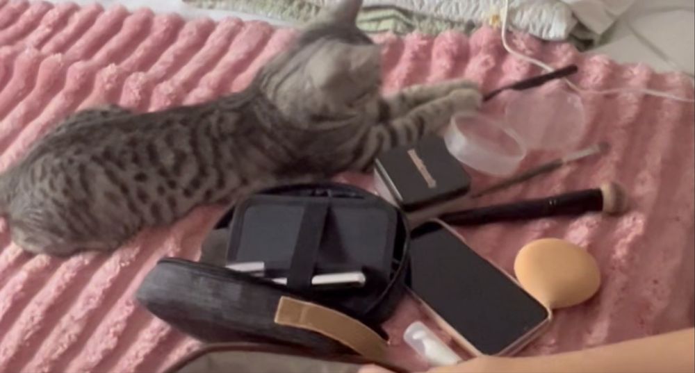 Котенок девочка в добрые руки