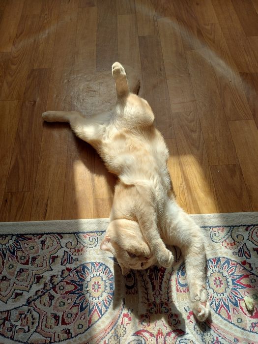 Отдам кота в добрые руки