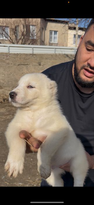 Щенок алабая 48-49 дней