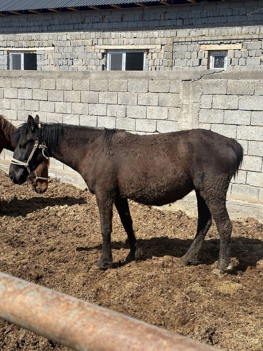 Баитал карабастау