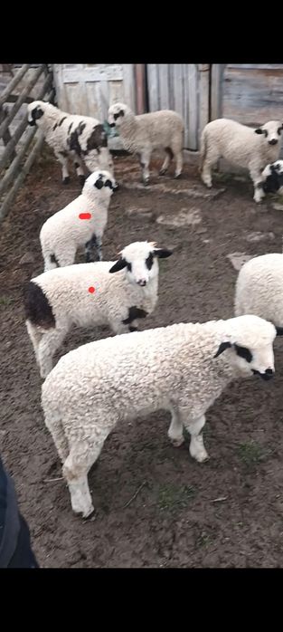 Oi tinere disponibile