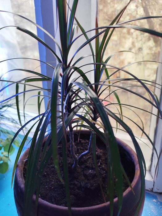 СРОЧНО Драцена 2штуки в одном горшке