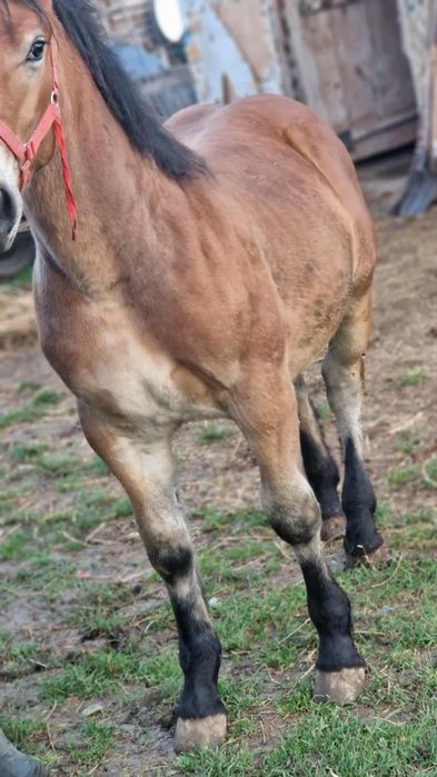 Vând iapa de 4 ani cu mânz de 5 luni