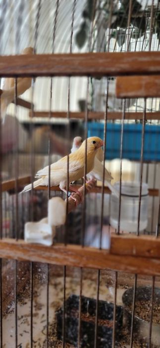 Три молодых самца канарейки от красного и белого мозаика