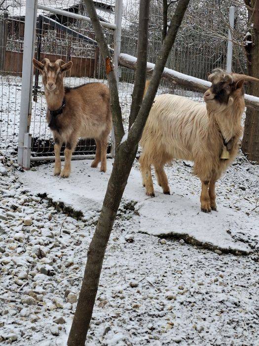 La vânzare 2 capre gestante și un țap